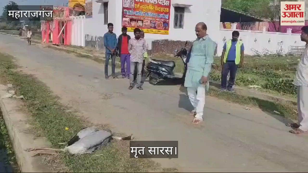 VIDEO : Stork died due to electric shock in Maharajganj