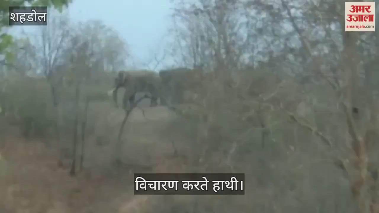 Shahdol News 10 elephants damaged standing crops now left for Sanjay Gandhi Tiger Reserve