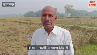 VIDEO : Sultanpur: बारिश ने चौपट कर दी सैकड़ों बीघे धान की फसल, किसानों ने प्रशासन ने मांगी मदद