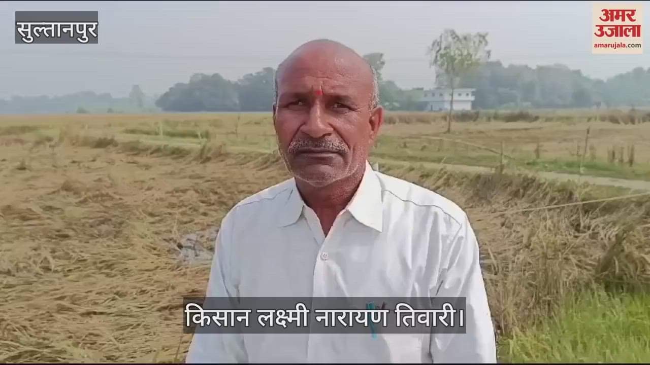 VIDEO : Sultanpur: बारिश ने चौपट कर दी सैकड़ों बीघे धान की फसल, किसानों ने प्रशासन ने मांगी मदद