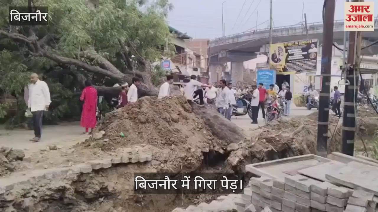 VIDEO : huge neem tree fell on the main road near the SDM residence, accident averted