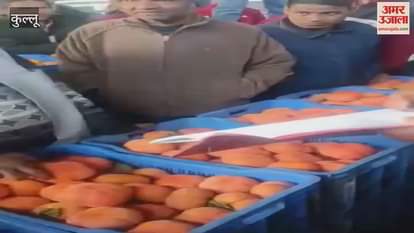 VIDEO : Prices of Japanese fruit soared reaching Rs 180 per kg
