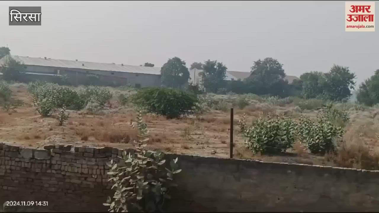 VIDEO : सिरसा की अनाज मंडी में खरीद बंद, आढ़तियों ने उजाड़ में बनाए गोदाम