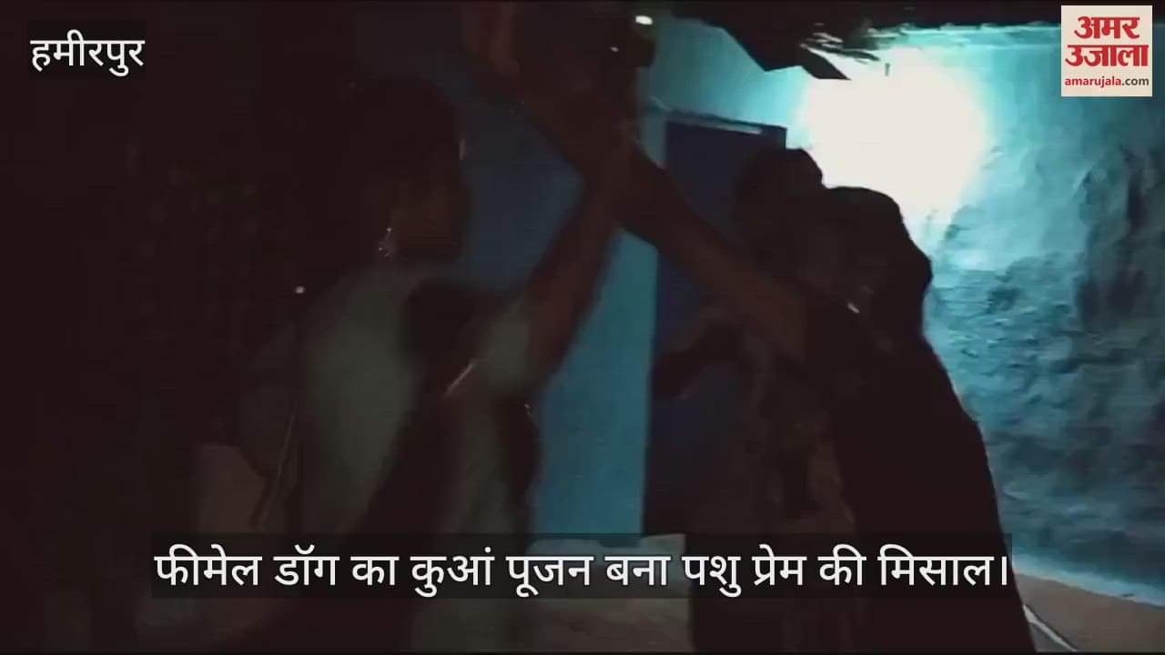 VIDEO : हमीरपुर में पशु प्रेम की अनोखी कहानी, रानी ने पिल्ले को दिया जन्म तो हुआ कुआं पूजन, आतिशबाजी के साथ नाचगाना भी