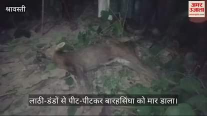 VIDEO : श्रावस्ती में लाठी-डंडों से बारहसिंघा को पीट-पीटकर मार डाला, एसडीएम व रेंजर ने जुटाई जानकारी