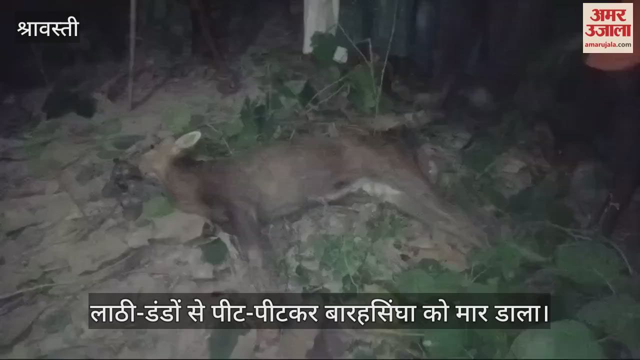VIDEO : श्रावस्ती में लाठी-डंडों से बारहसिंघा को पीट-पीटकर मार डाला, एसडीएम व रेंजर ने जुटाई जानकारी