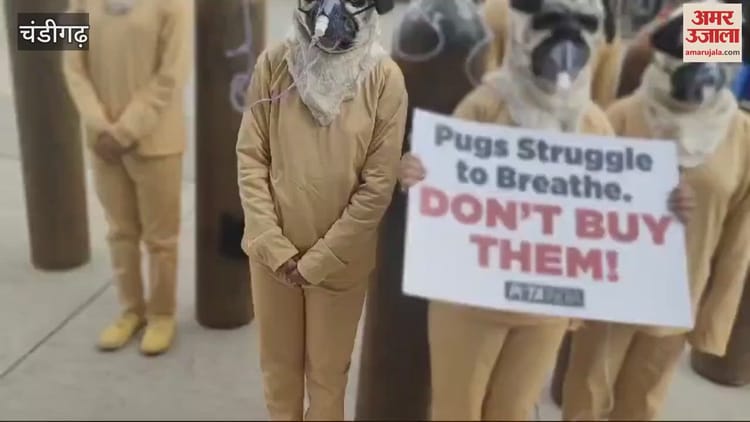 Video : Peta India Demonstrated In Chandigarh Sector 17 – Amar Ujala Hindi News Live