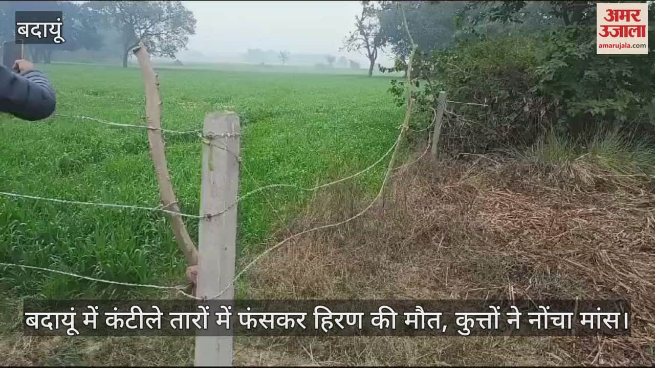 VIDEO : deer died after getting stuck in barbed wire