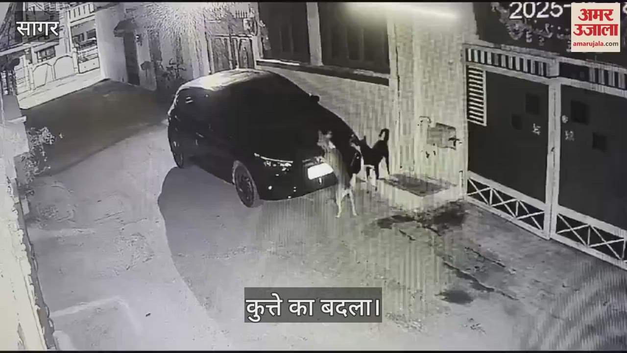 The dog went to the car owner house and scratched the car in sagar