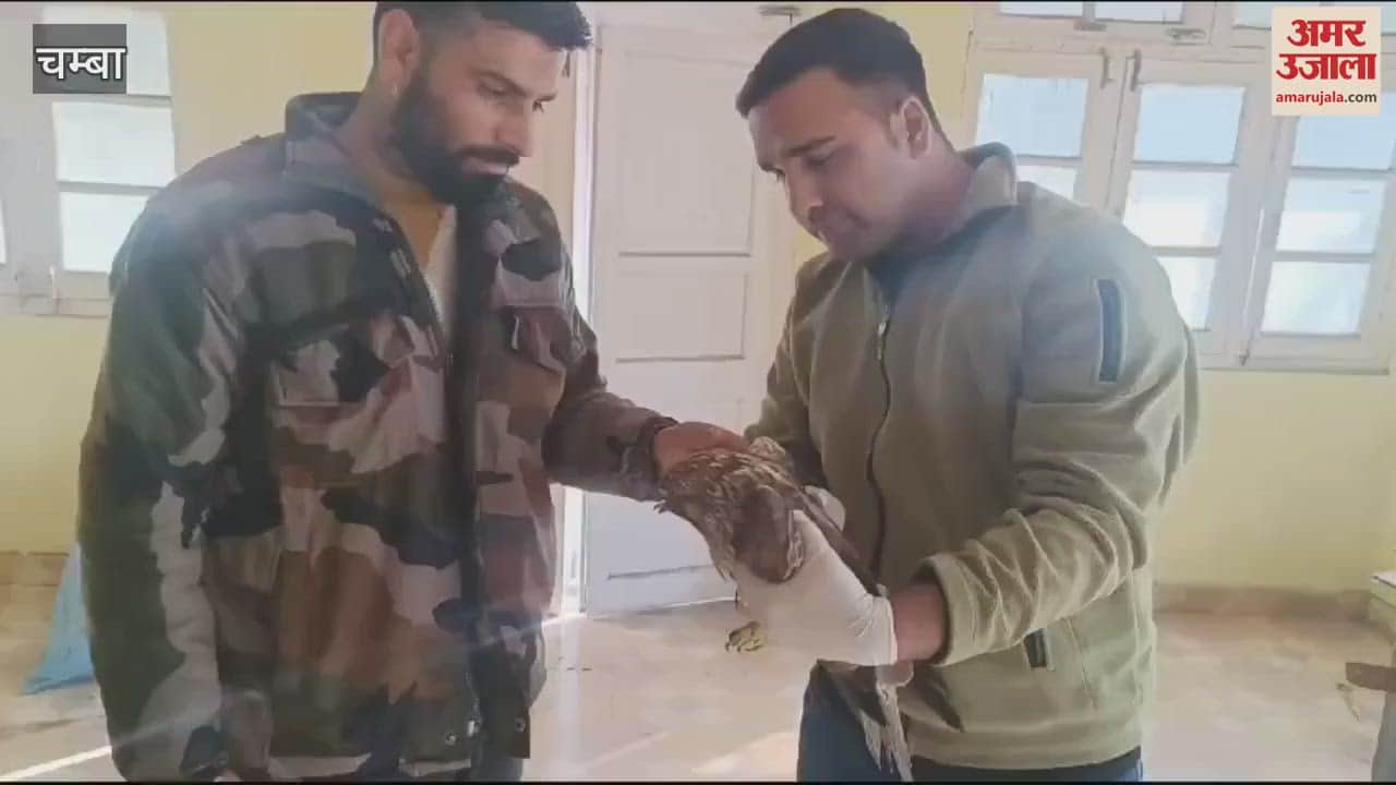 VIDEO : chamba An eagle was lying injured in the bushes Shammi Kumar saved its life