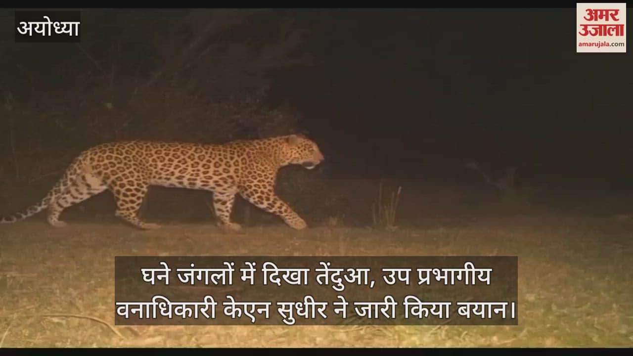 VIDEO : अयोध्या : कैंट क्षेत्र के घने जंगलों में घूम रहा तेंदुआ, वन विभाग ने जारी किया अलर्ट