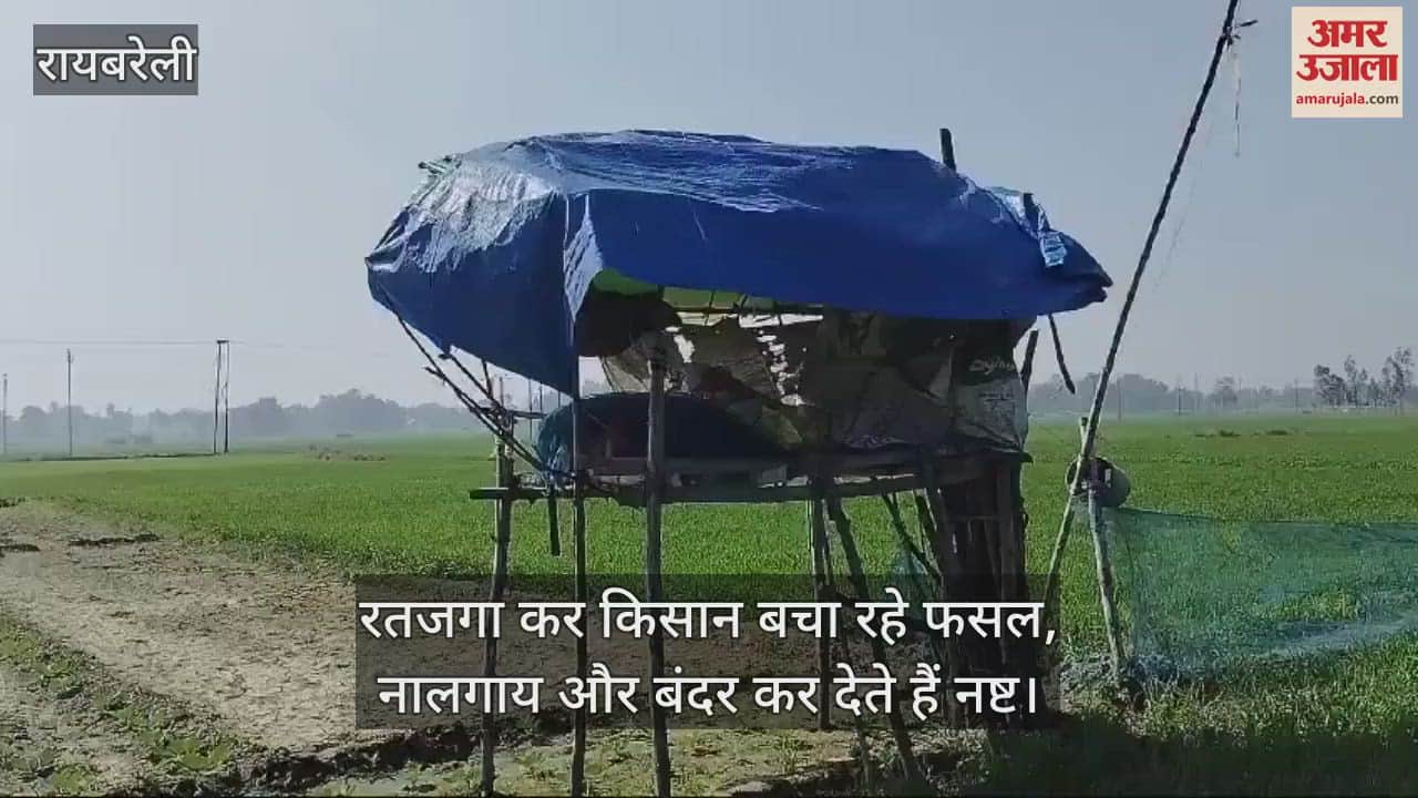 VIDEO : रायबरेली में रतजगा कर किसान बचा रहे फसल, नीलगाय और बंदर कर देते हैं नष्ट