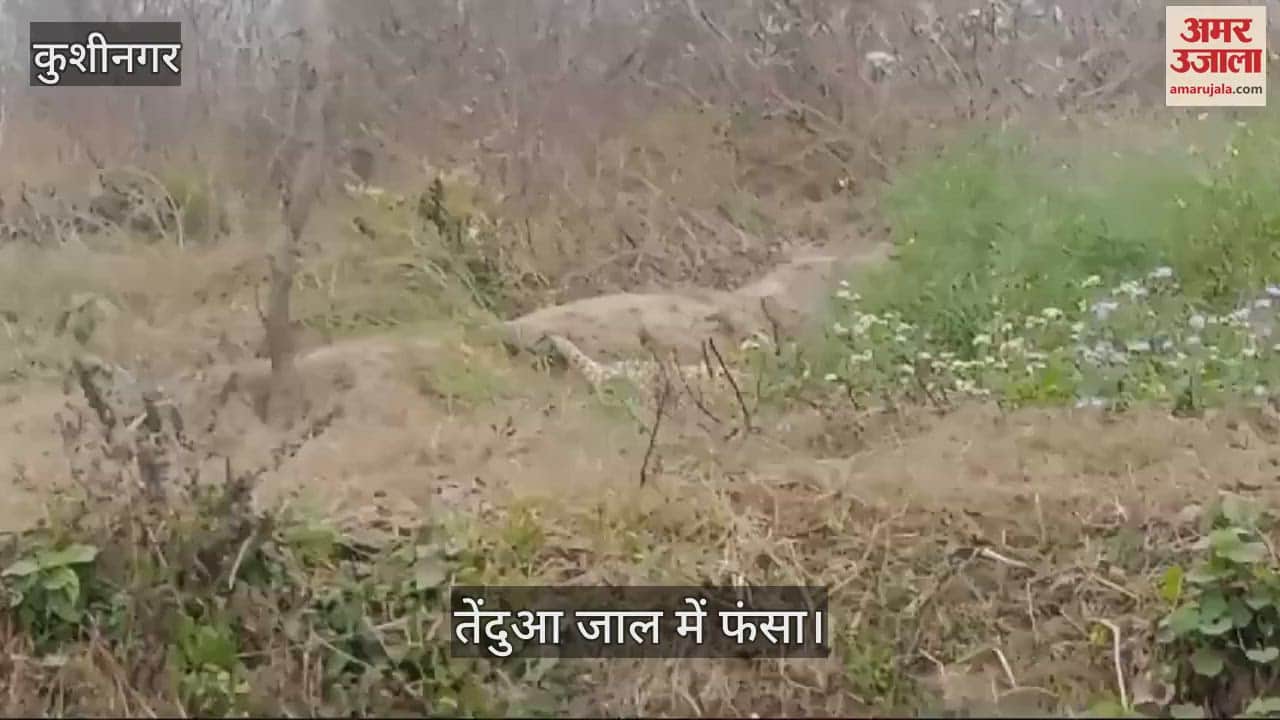 VIDEO : Leopard trapped in net, information given to forest department