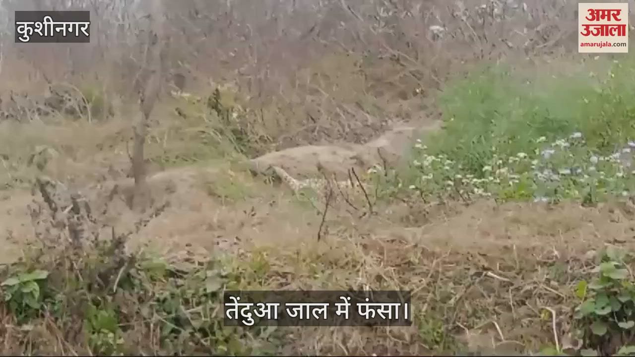 VIDEO : Leopard trapped in net, information given to forest department