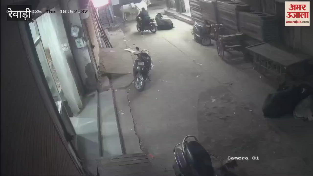 VIDEO : Stray animals attacked a person in Rewari