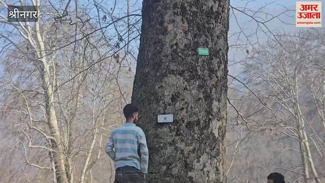 VIDEO : geo-tagging process of Chinar trees started