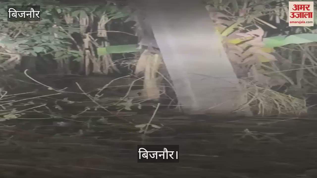 VIDEO : A leopard suddenly came in front of a car in Bijnor, a passerby made a video