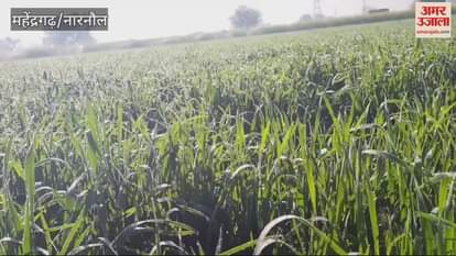 VIDEO : Farmers in Mahindergarh are increasingly irrigating fields to reduce the effects of frost