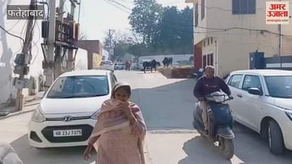 VIDEO : In Tohana of Fatehabad, fighting animals climbed on the vehicle, causing damage