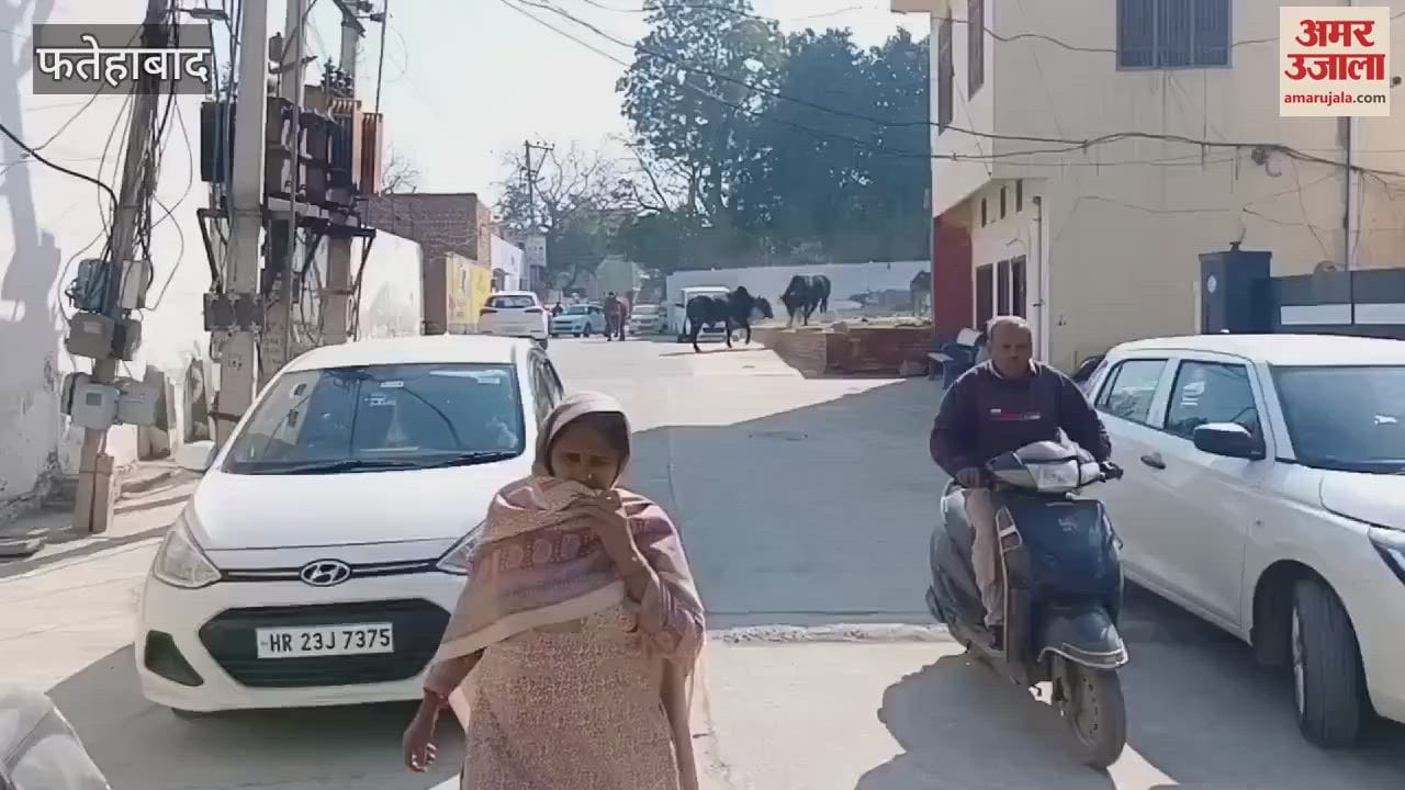 VIDEO : In Tohana of Fatehabad, fighting animals climbed on the vehicle, causing damage