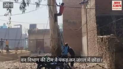 VIDEO : People of Kanshiram Colony panicked after seeing the badger