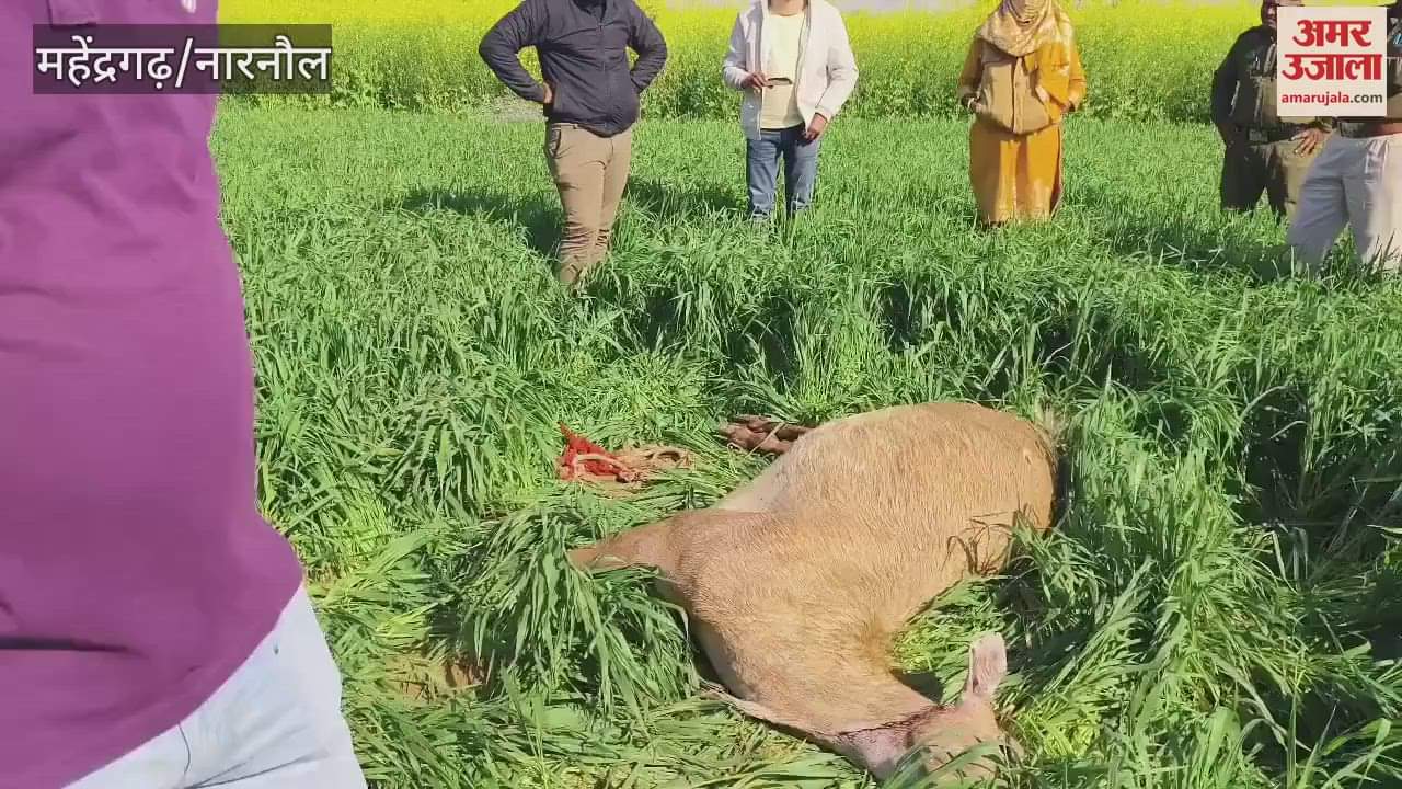 VIDEO : महेंद्रगढ़ में नीलगाय पर दागी गोलियां, पेट में था बच्चा