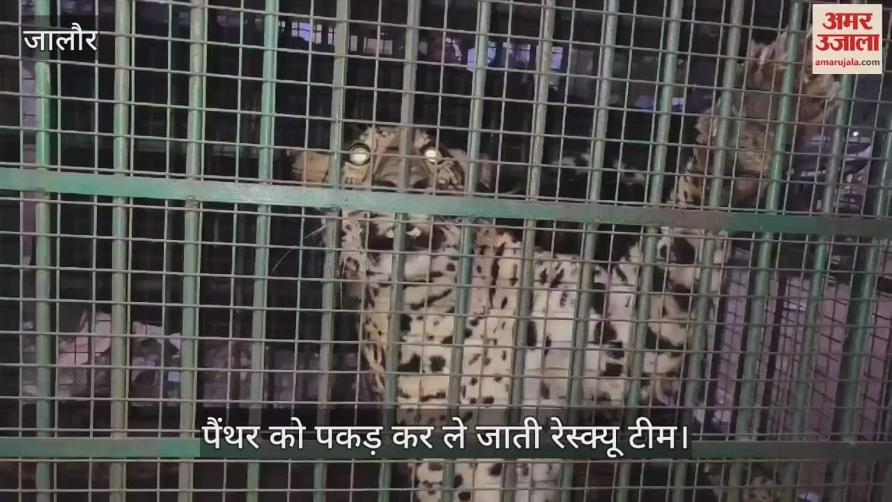 The panther that reached the rural areas of Sanchore in Jalore district was rescued after 24 hours