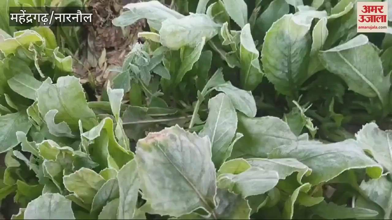 VIDEO : The minimum temperature in Mahindergarh reached 2.8 degrees