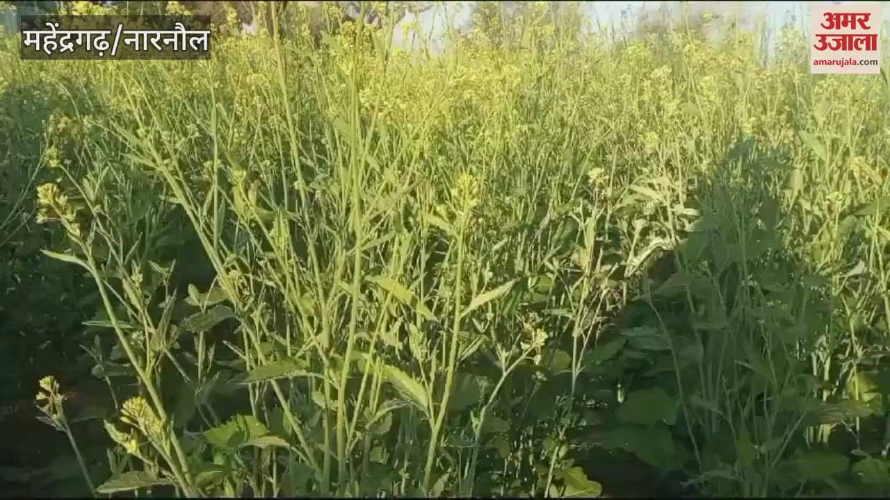 VIDEO : Frost has been freezing in Narnaul for three days