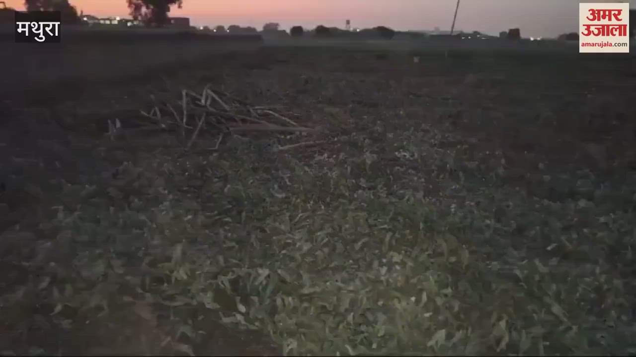 VIDEO : 44 green trees standing in field were cut down police arrested three accused