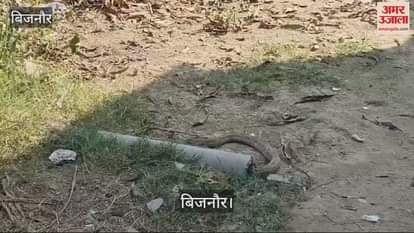 VIDEO : Python entered the pipe in Bijnor, forest workers did not reach despite information