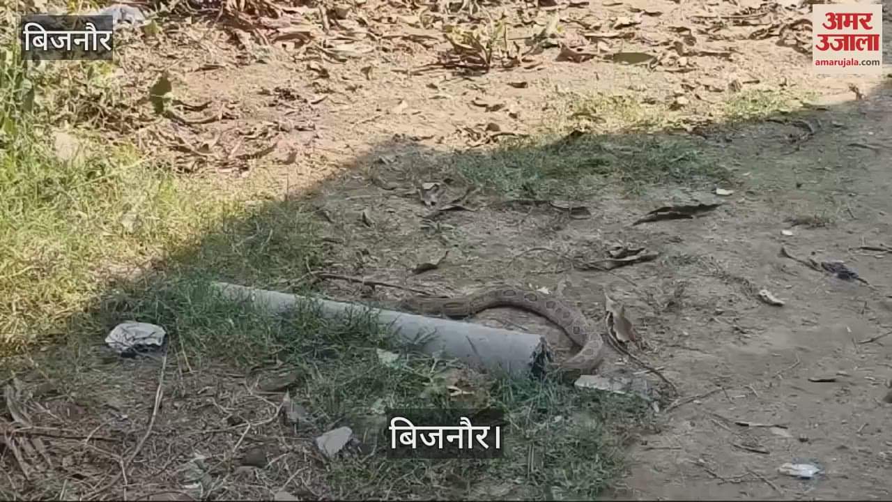 VIDEO : Python entered the pipe in Bijnor, forest workers did not reach despite information