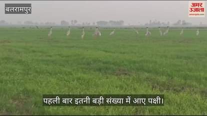 VIDEO : Balrampur: मौसम हुआ सुहाना तो बड़ी संख्या में पहुंचे राजकीय पक्षी सारस