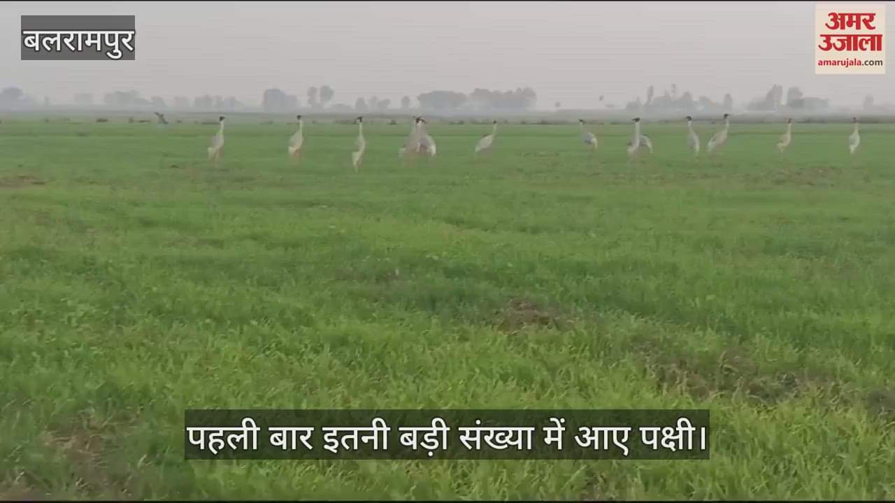 VIDEO : Balrampur: मौसम हुआ सुहाना तो बड़ी संख्या में पहुंचे राजकीय पक्षी सारस