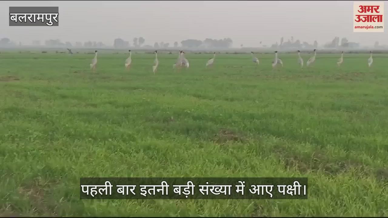 VIDEO : Balrampur: मौसम हुआ सुहाना तो बड़ी संख्या में पहुंचे राजकीय पक्षी सारस