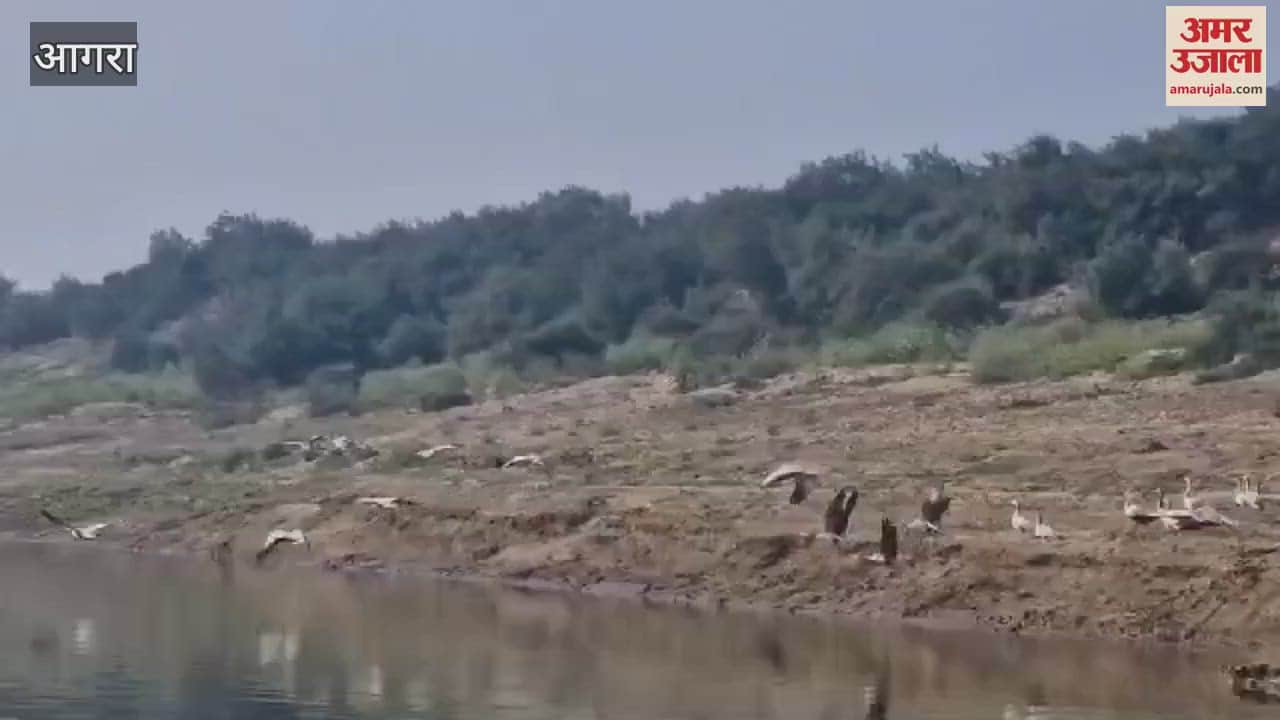 VIDEO : Migratory birds seen flying during survey in Bah range of Chambal Sanctuary