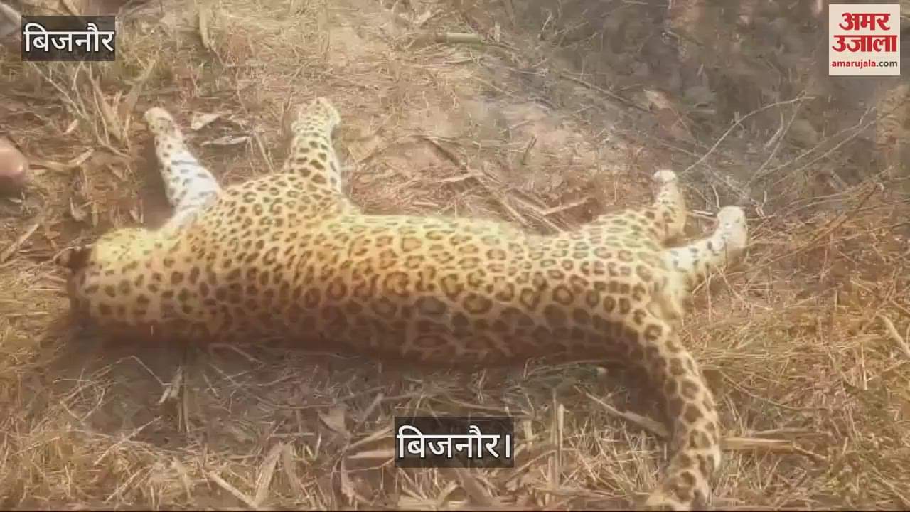 VIDEO : A leopard died after being hit by an unknown vehicle in Bijnor's Seohara