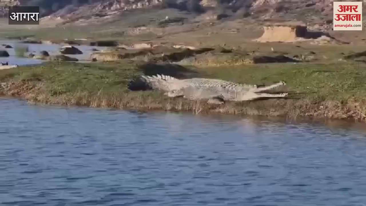 VIDEO : Increase in the number of gharials and crocodiles in Chambal's Bah range