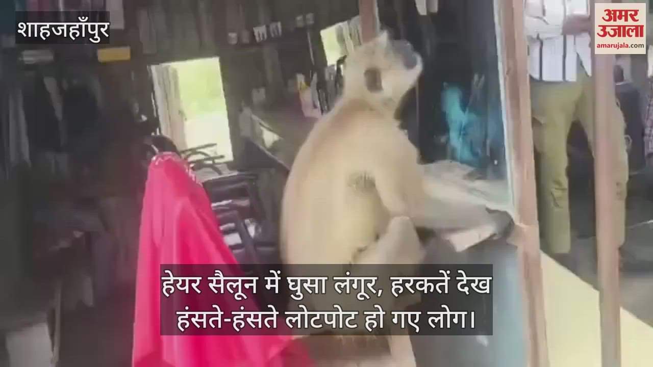 VIDEO : When langur entered the hair salon people started laughing