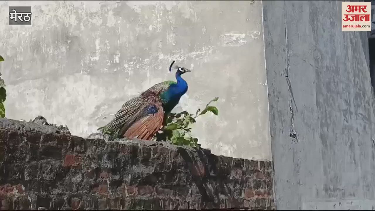 VIDEO : Meerut: Peacock's feathers cut off by Chinese manjha, left helpless