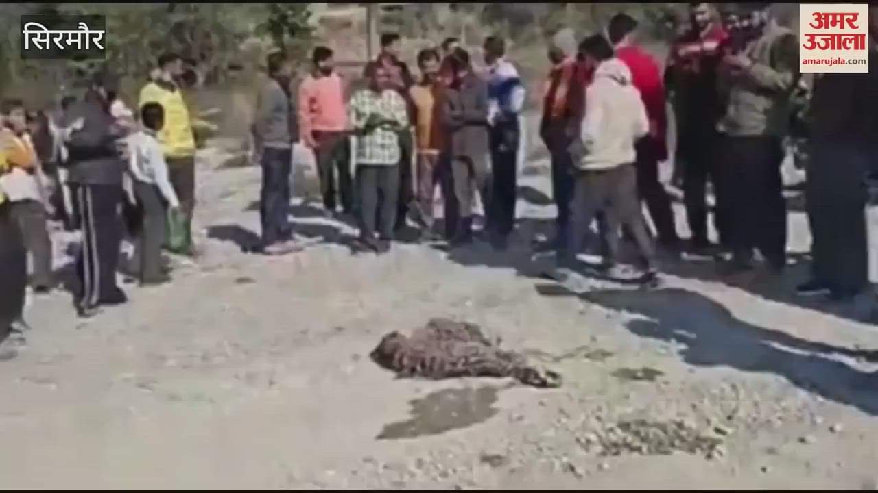 VIDEO : People caught a leopard in danda pagar panchayat of Sirmaur
