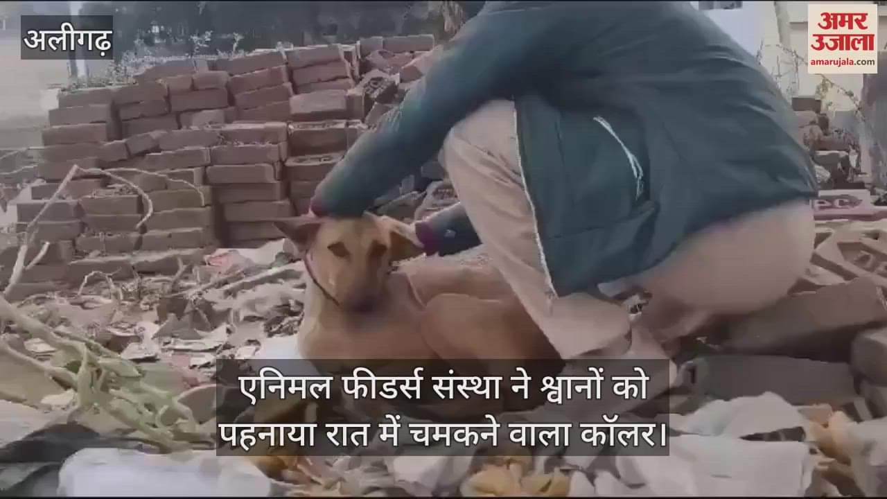 VIDEO : एनिमल फीडर्स संस्था ने श्वानों को पहनाया रात में चमकने वाला कॉलर
