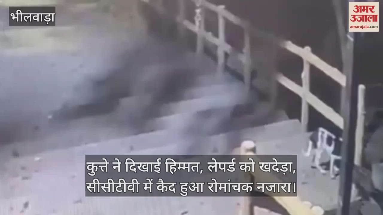 Bhilwara: Leopard ran away in front of dog's bravery