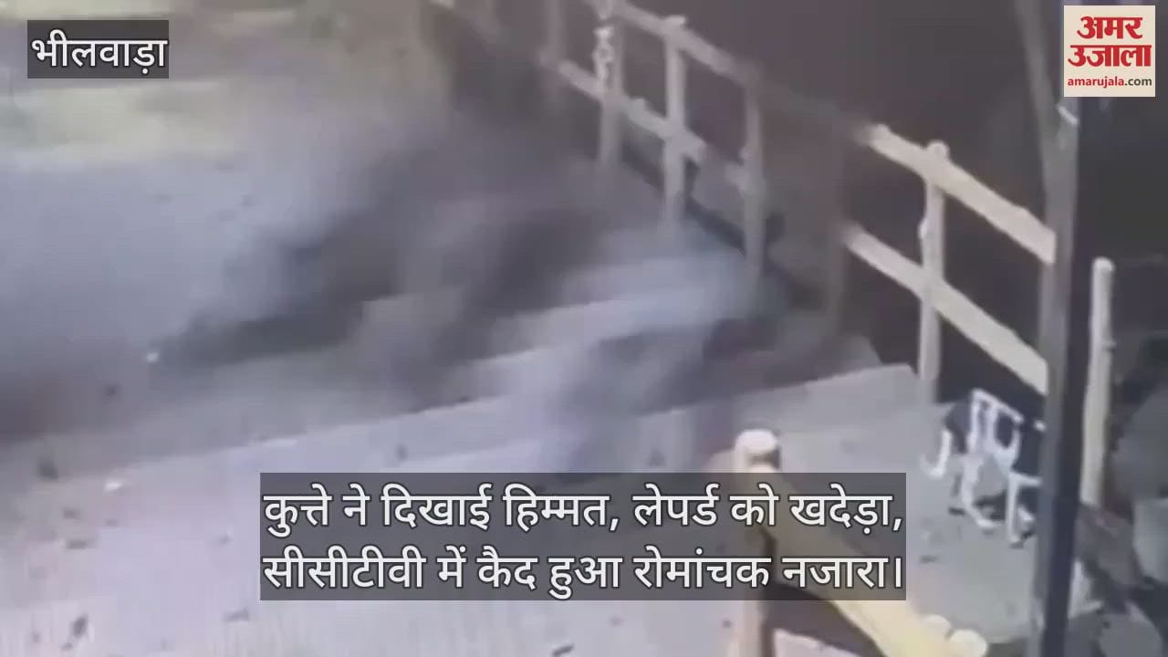 Bhilwara: Leopard ran away in front of dog's bravery