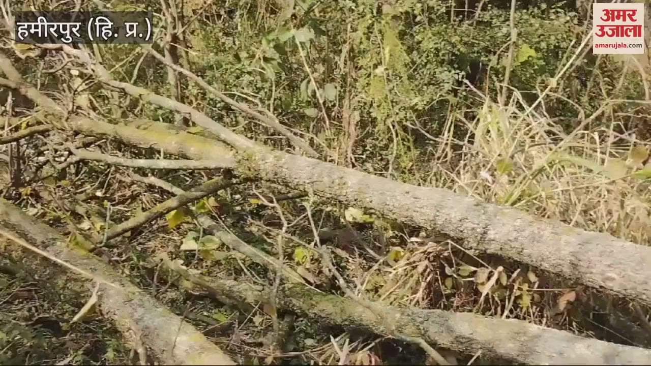 VIDEO : Tree broken due to lightning falling from the sky