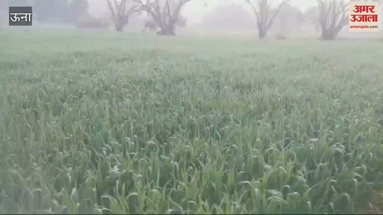 VIDEO : The rain brought relief to the crops and people got relief