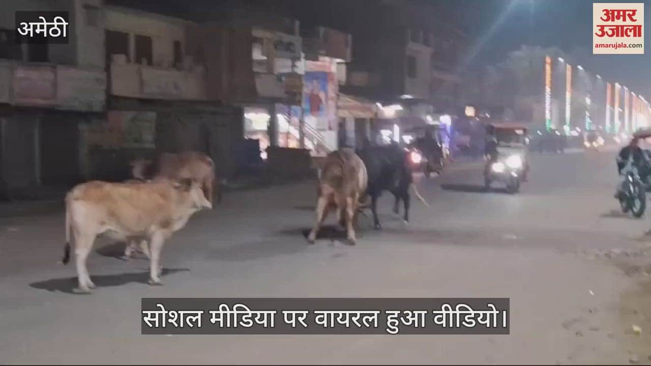 VIDEO : Amethi: मुसाफिरखाना कस्बे में बीच सड़क दो सांडो में महासंग्राम, सोशल मीडिया पर वायरल हो रहा वीडियो