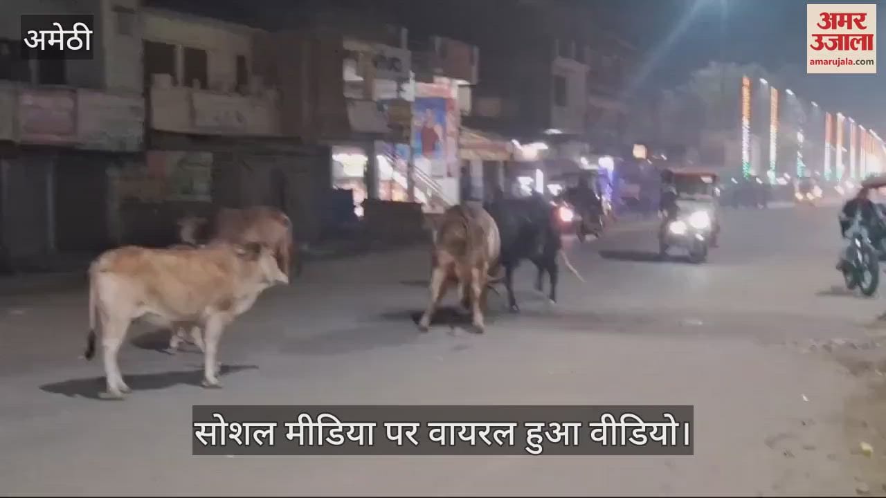 VIDEO : Amethi: मुसाफिरखाना कस्बे में बीच सड़क दो सांडो में महासंग्राम, सोशल मीडिया पर वायरल हो रहा वीडियो