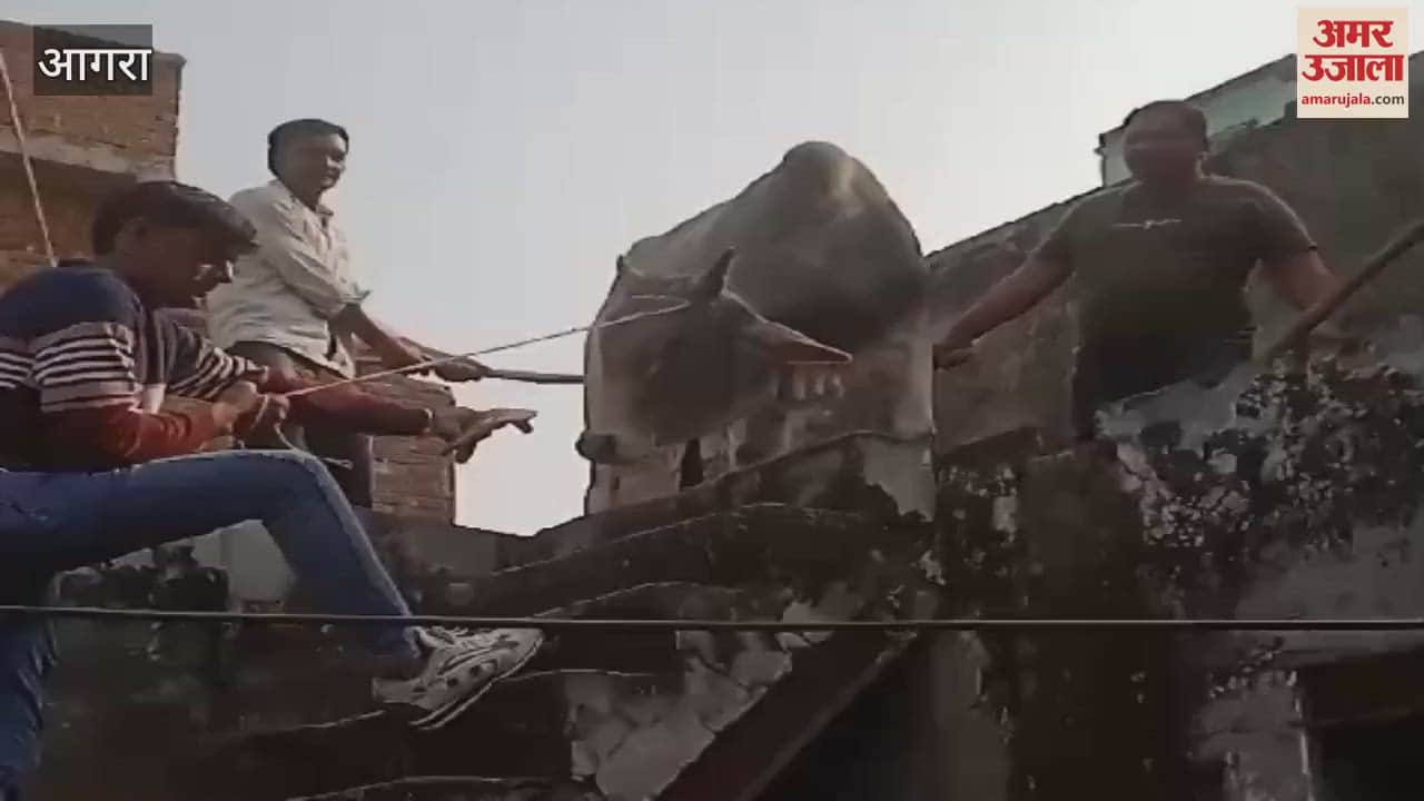 VIDEO : bull climbed on roof of two-storey house villagers used trick to bring it down