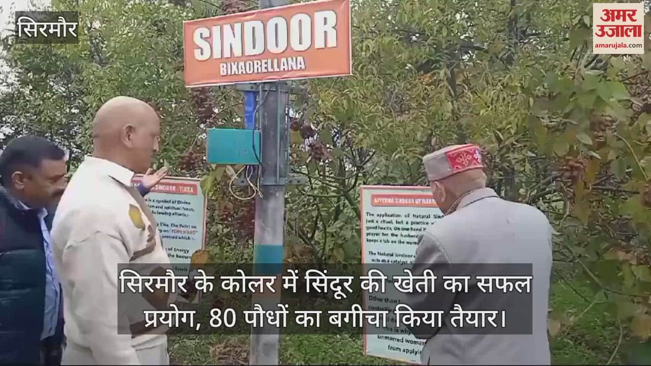 VIDEO : Successful experiment of Sindoor cultivation in Koler of Sirmaur, a garden of 80 plants prepared